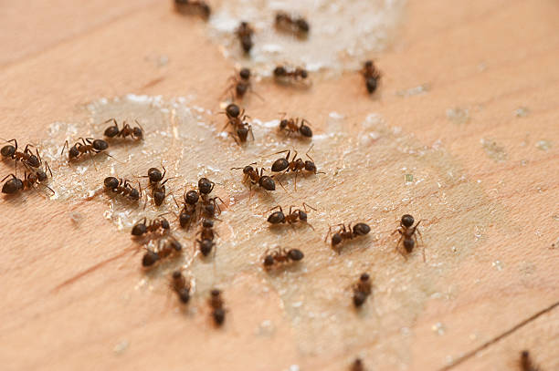 Best Pest Prevention Services  in Lake Heritage, PA