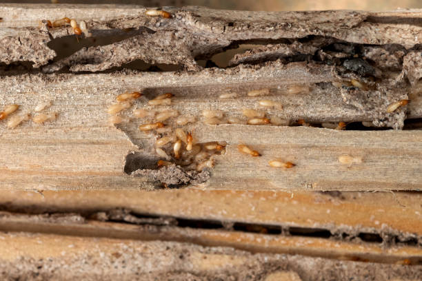 Best Local Pest Control Services  in Lake Heritage, PA